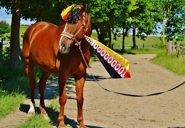 泰山队的亚 泰山队的亚
